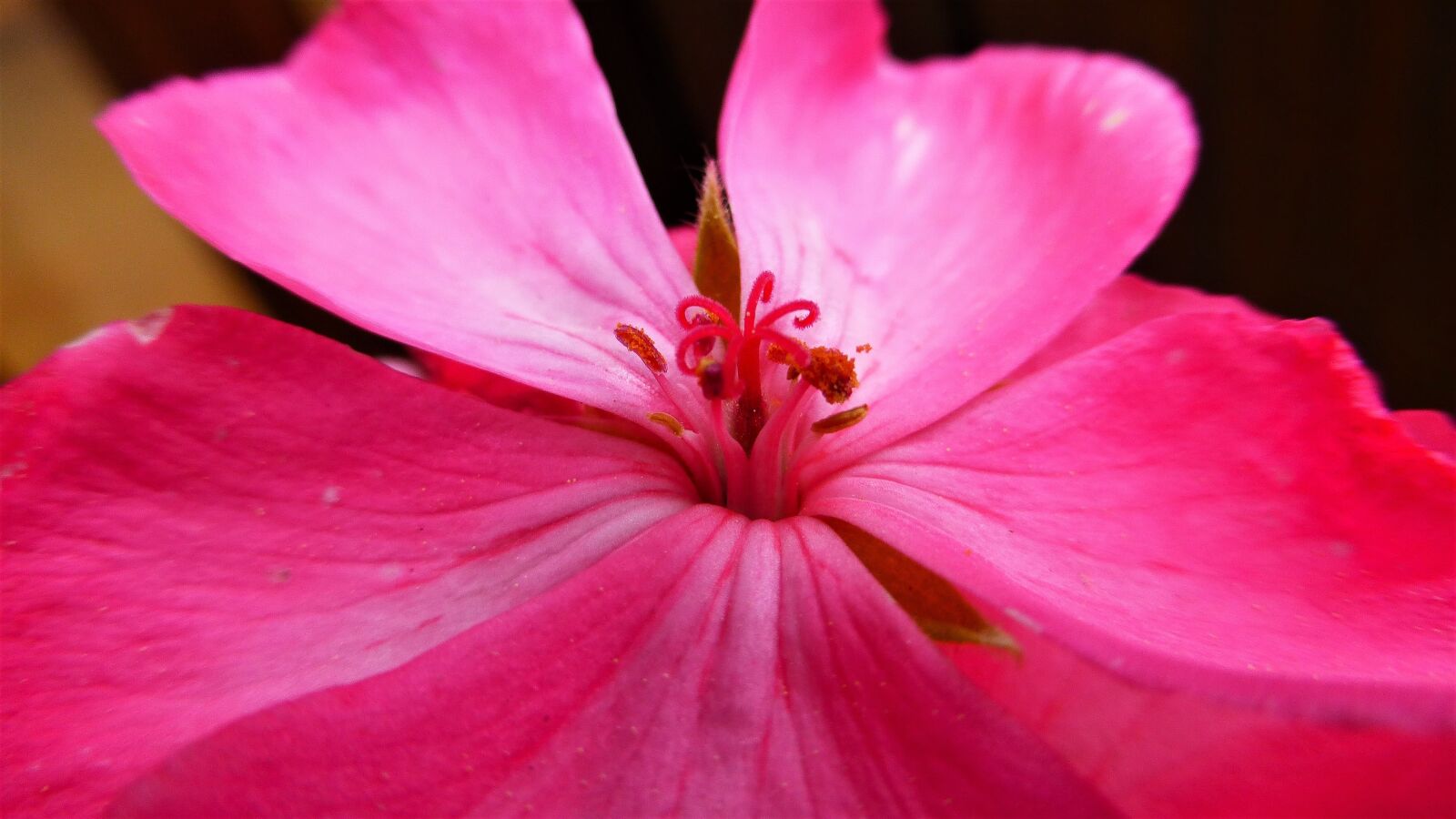 Panasonic Lumix DMC-ZS25 (Lumix DMC-TZ35) sample photo. Flower, geraniums, nature photography