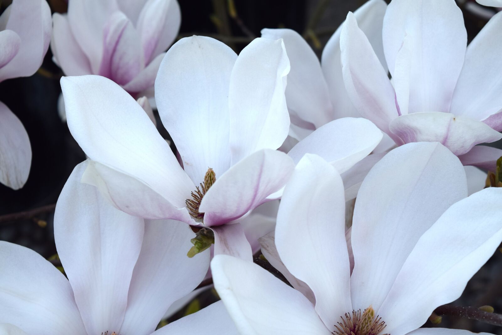 Nikon D3300 sample photo. Magnolia, leaves, pink photography