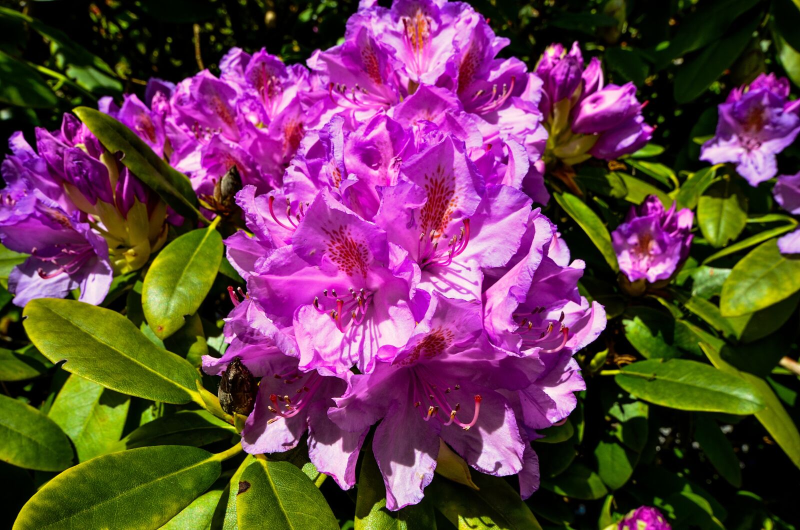 Nikon D7000 sample photo. Rhododendrons, ericaceae, pink photography