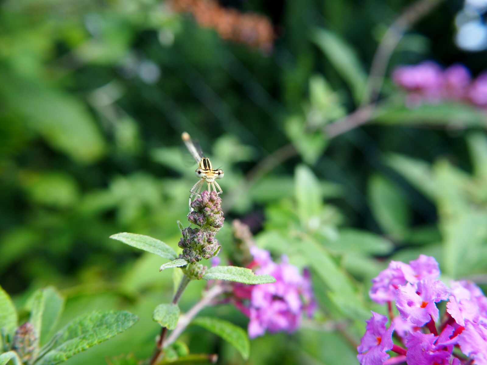 Olympus OM-D E-M10 sample photo. Dragonfly, insect, garden photography
