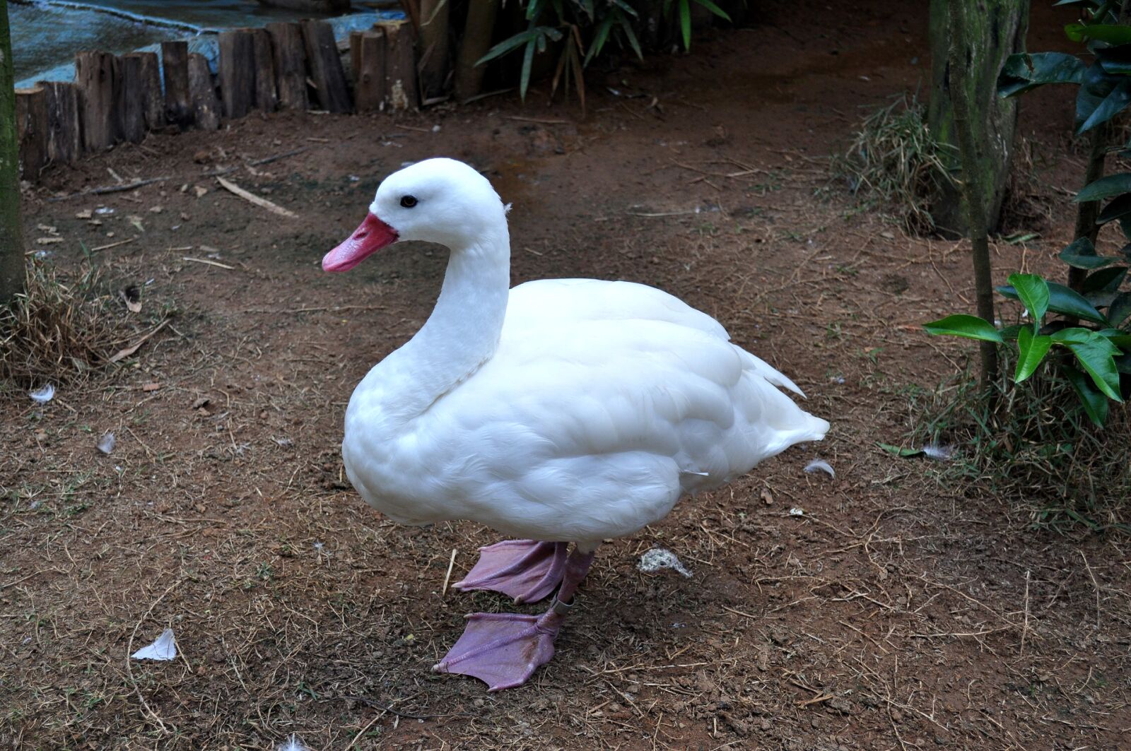Nikon D5000 sample photo. Domestic, white duck photography