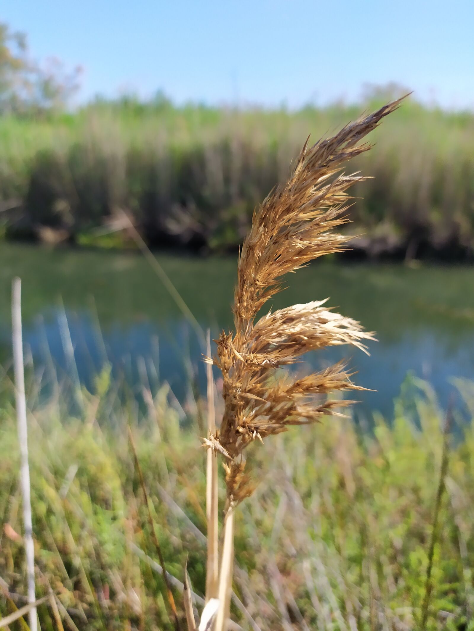 Xiaomi Redmi Note 7 sample photo. Feather duster reed, wild photography