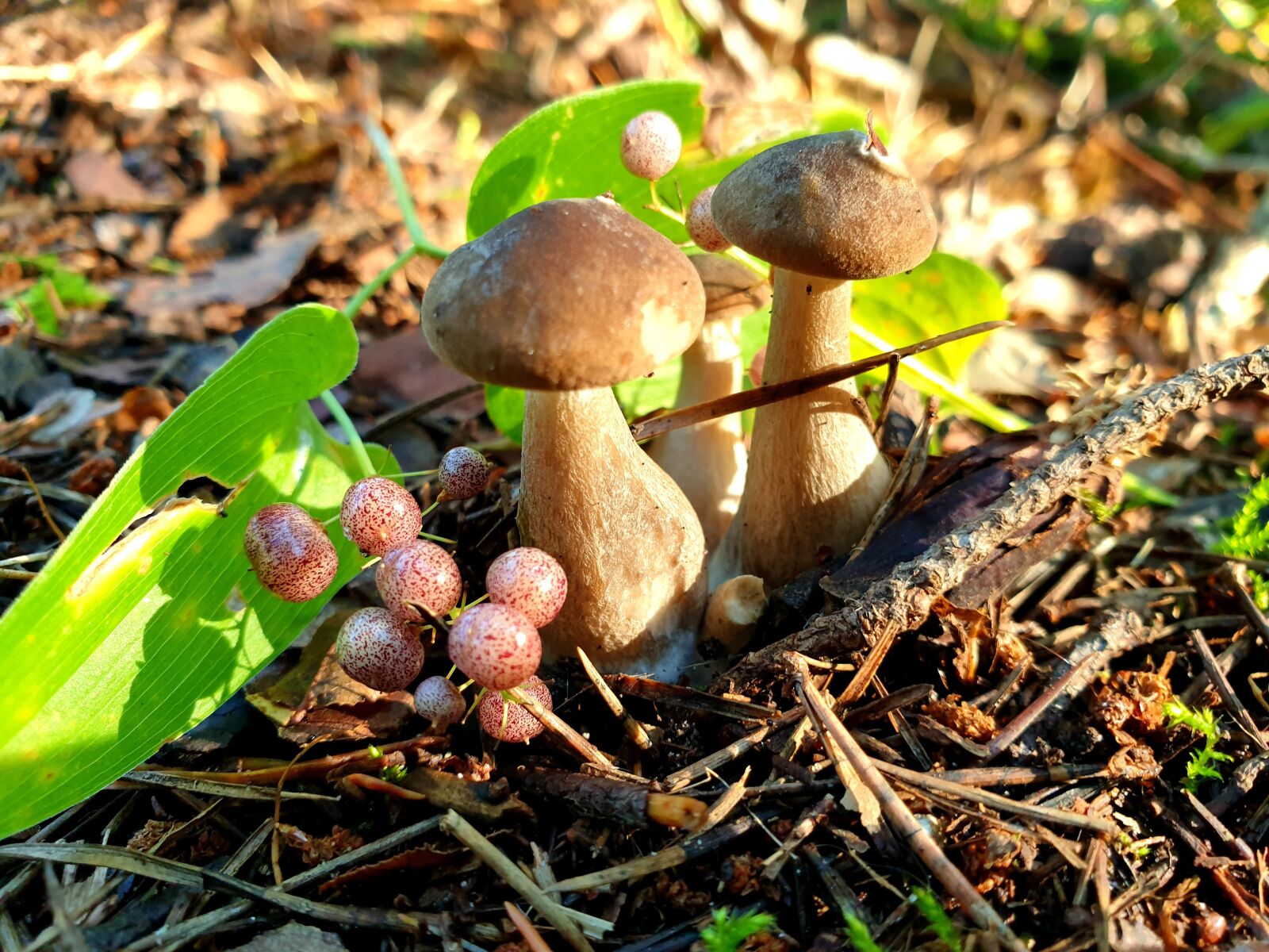 Samsung SM-G965F sample photo. гриб, лес, осень photography
