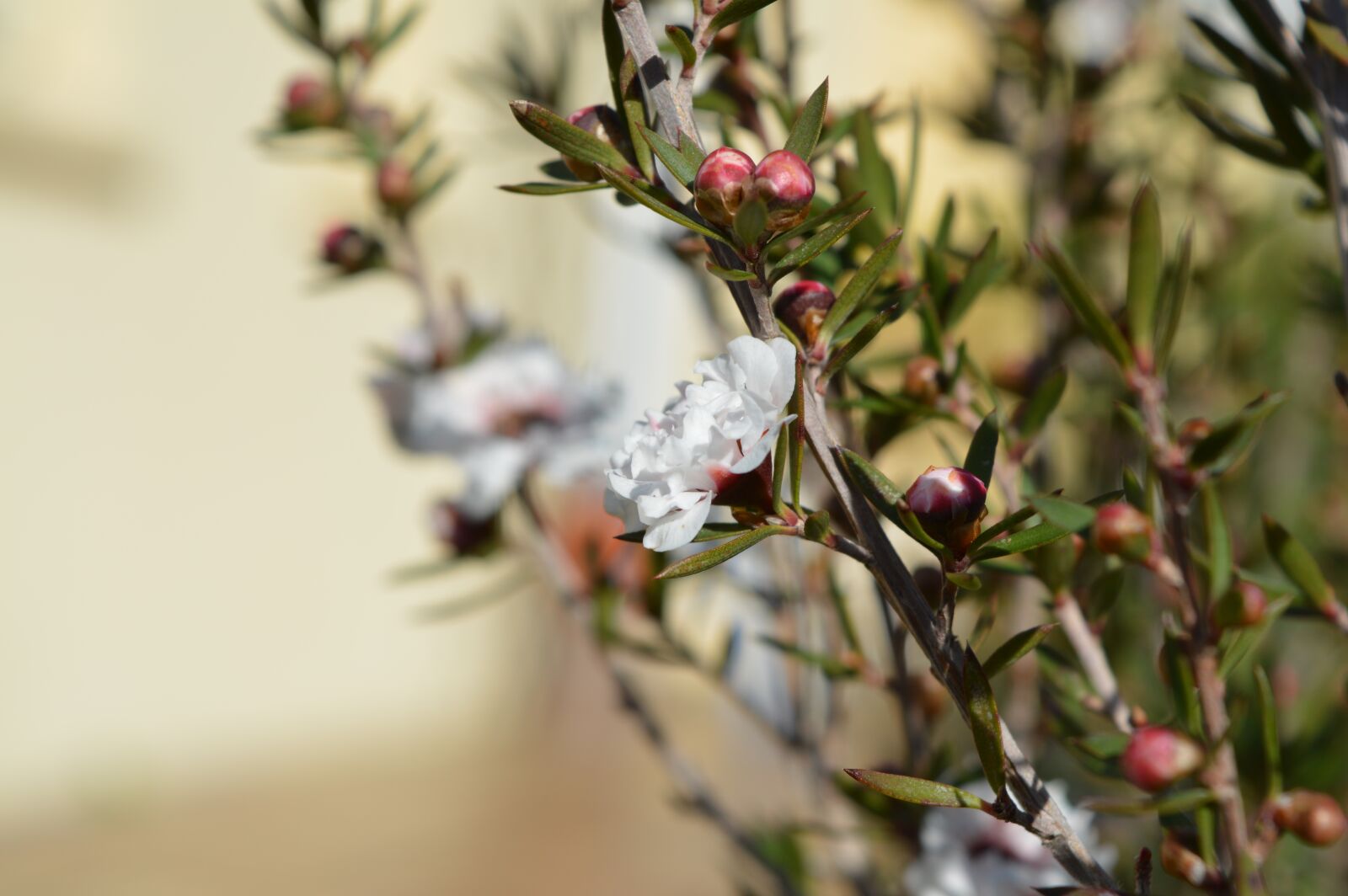 Nikon D3200 sample photo. Flower, leptospermum, white photography