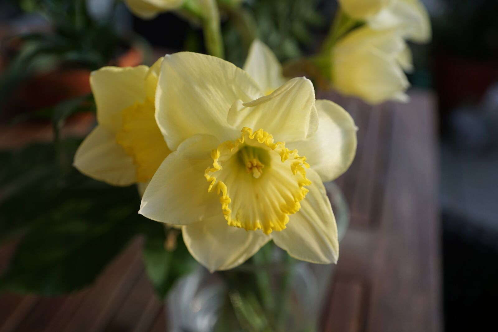 Sony DT 16-50mm F2.8 SSM sample photo. Narcissus, flower, yellow photography