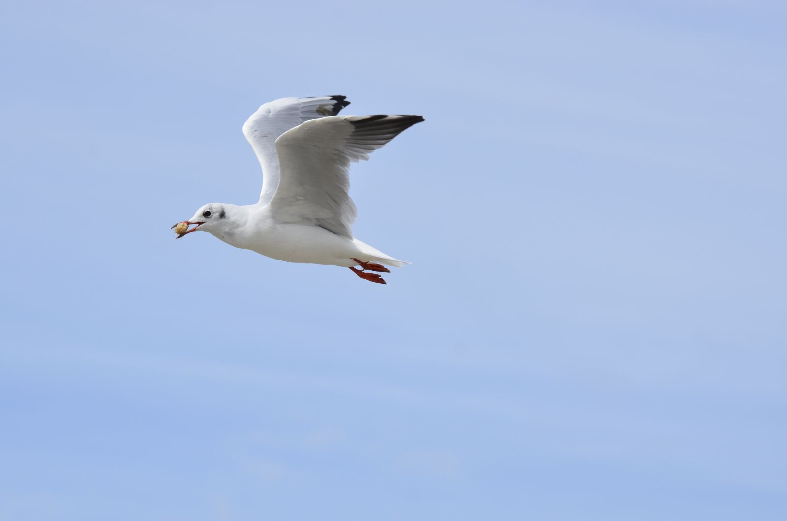 Nikon D7000 sample photo. Seagull, freedom, bird photography