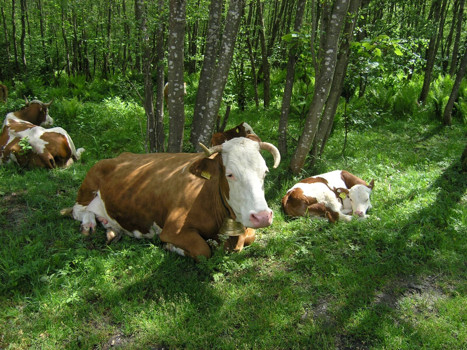 Olympus C5060WZ sample photo. Cows, livestock, farming photography