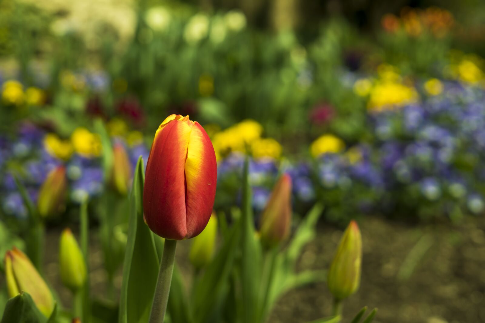 Sony a6300 + Sigma 30mm F2.8 EX DN sample photo. Tulips, tulip, spring photography