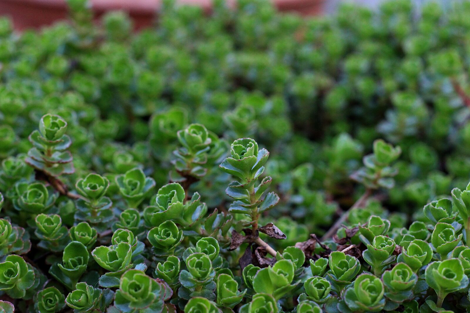 Canon EOS 700D (EOS Rebel T5i / EOS Kiss X7i) + Canon EF 50mm F1.8 II sample photo. Rockery, plant, green photography