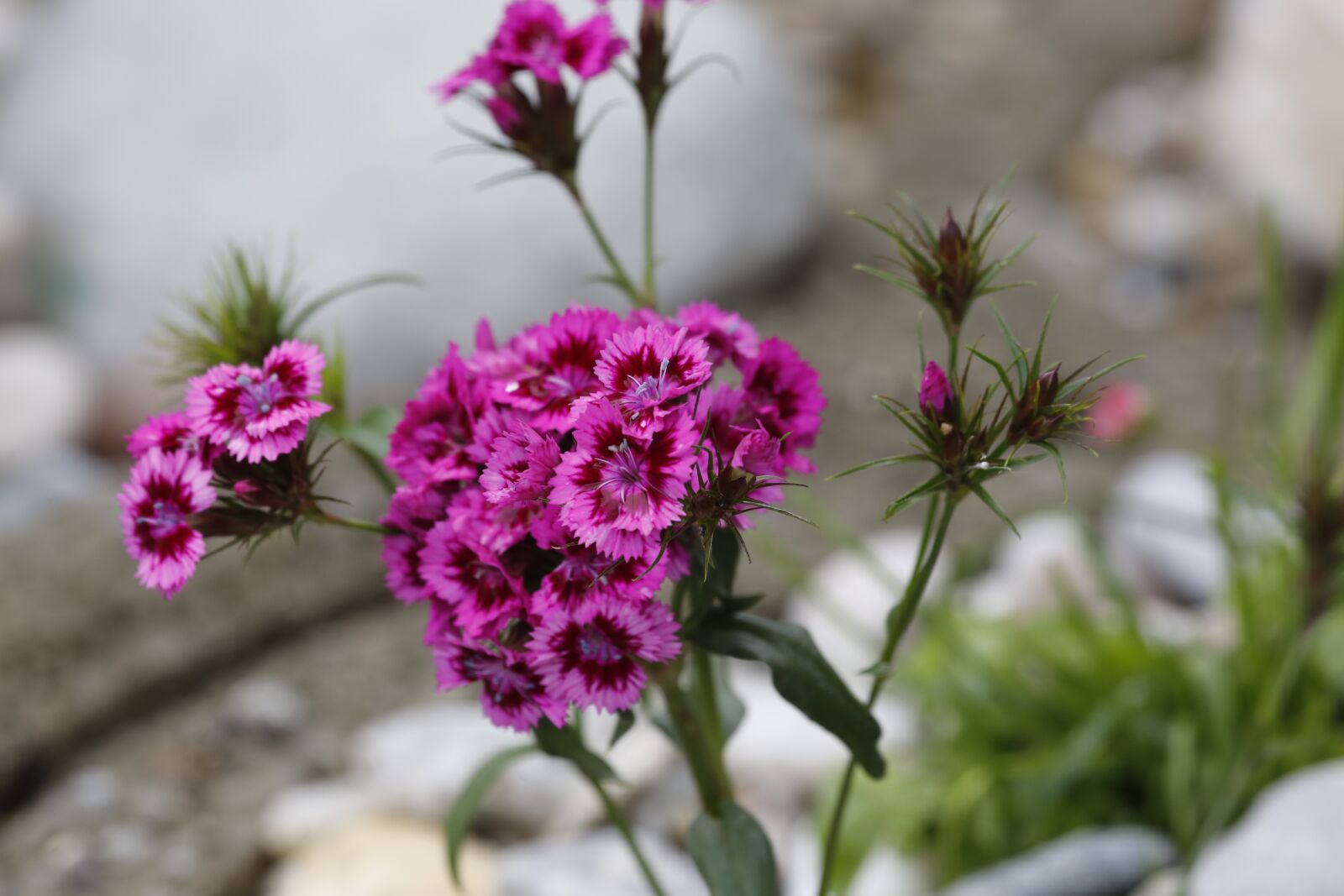 Canon EF 100-400mm F4.5-5.6L IS USM sample photo. Flowers, spring, beauty photography