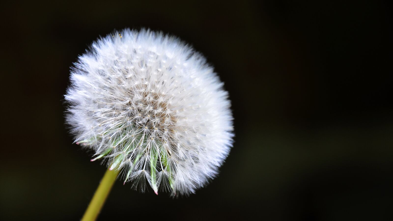 Nikon D90 sample photo. Dandelion, spring, sunshine photography