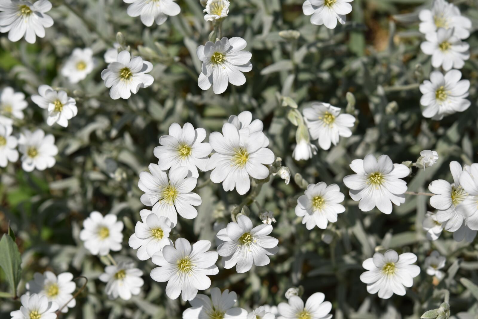 Nikon D5600 sample photo. Flower, white flower, flower photography