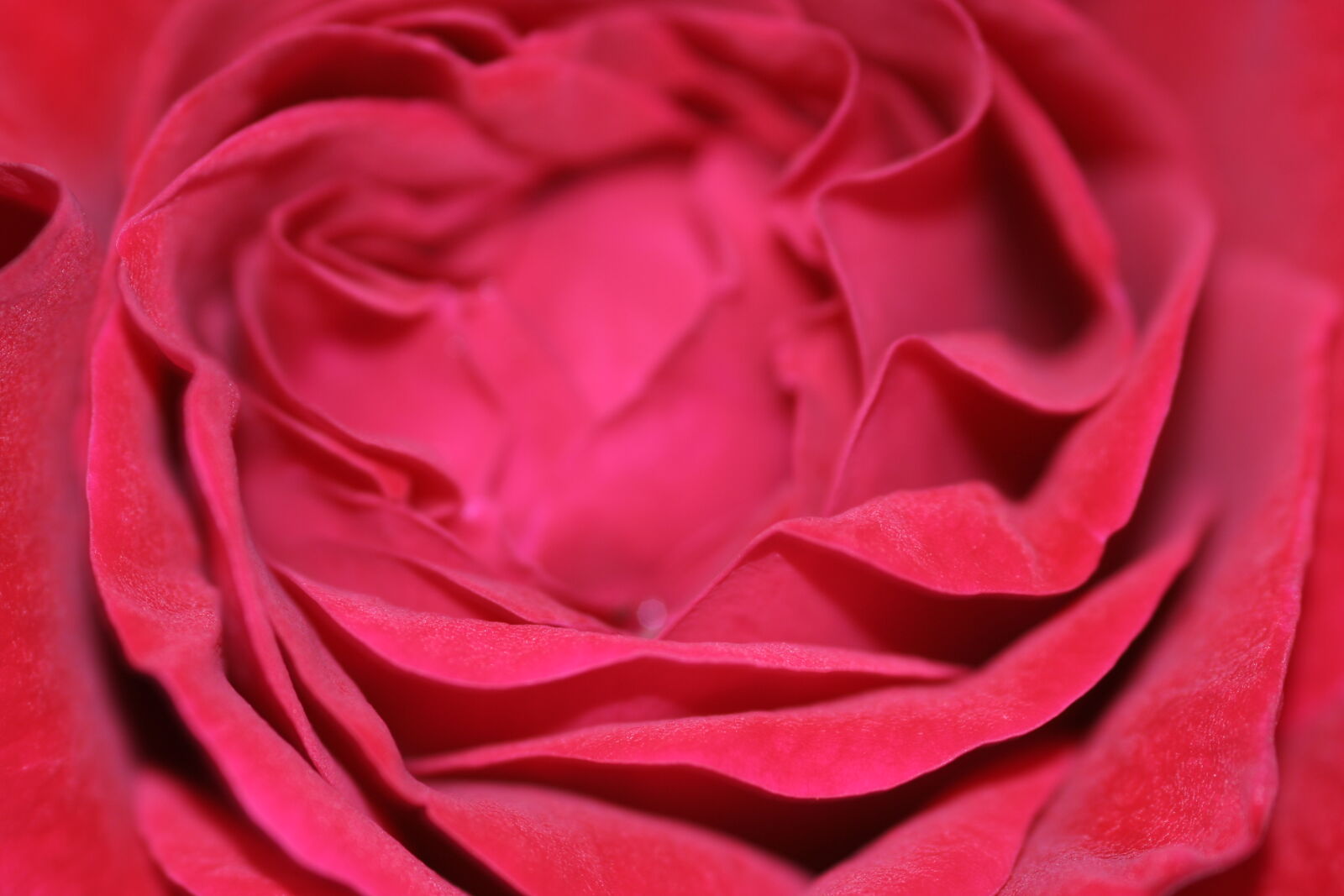 Canon EOS 350D (EOS Digital Rebel XT / EOS Kiss Digital N) sample photo. Red, rose photography
