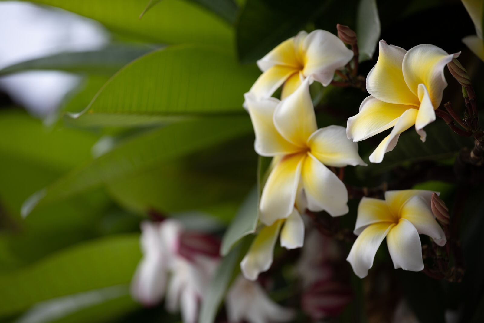 Canon EOS RP sample photo. Plumeria, flower, thailand photography