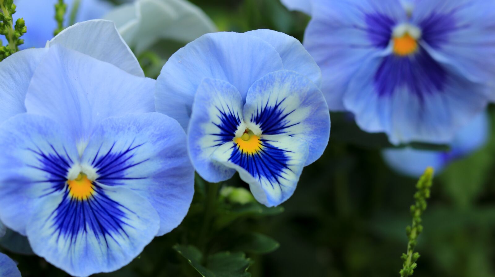 Canon EOS 80D sample photo. Pansy, flower, plant photography