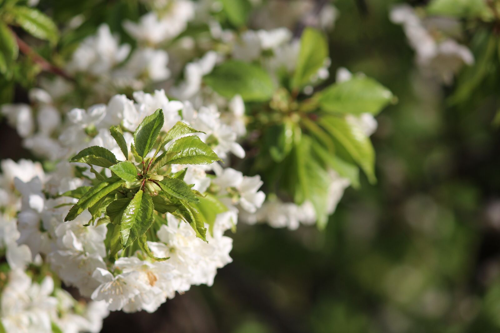 Canon EOS 600D (Rebel EOS T3i / EOS Kiss X5) sample photo. Flower, nature, tree photography