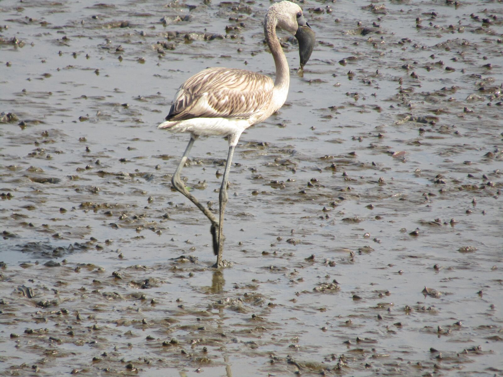 Canon POWERSHOT SX430 IS sample photo. Flamingo, bird, beak photography