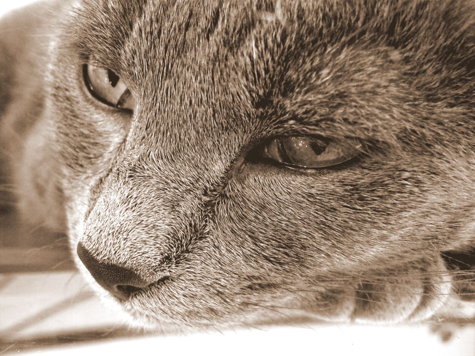Canon PowerShot A495 sample photo. Kitten, cat, animal photography