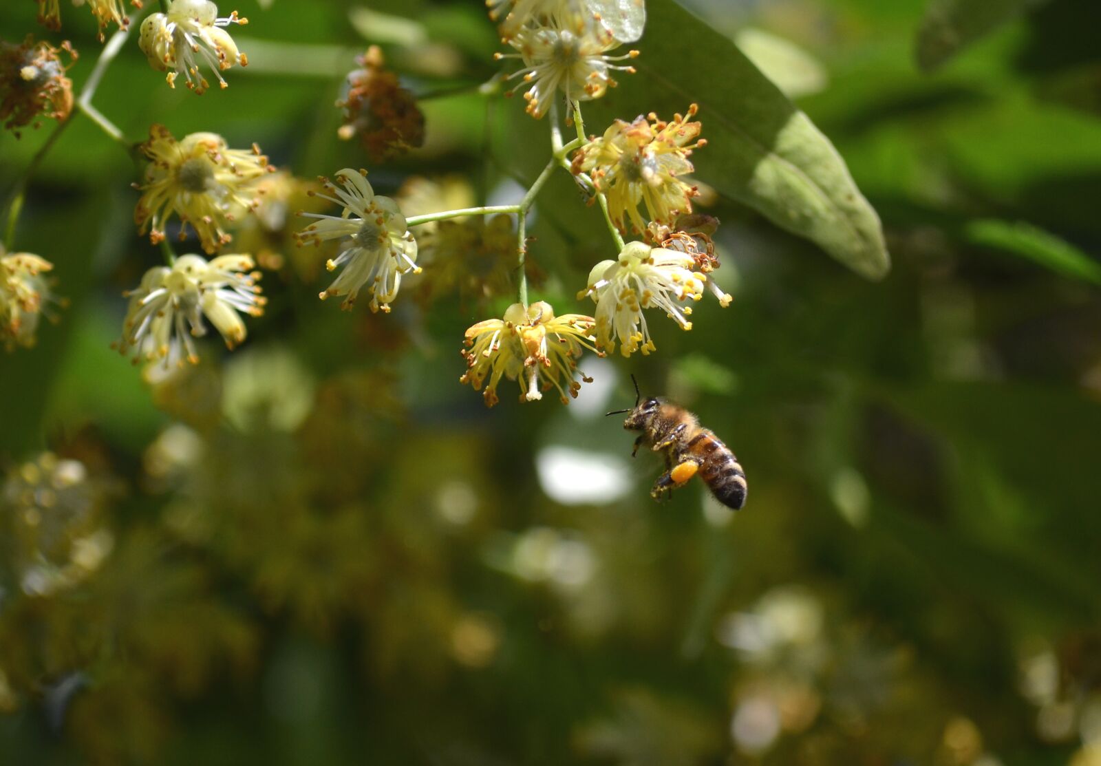Nikon D5100 sample photo. Bee, linden flower, honey photography