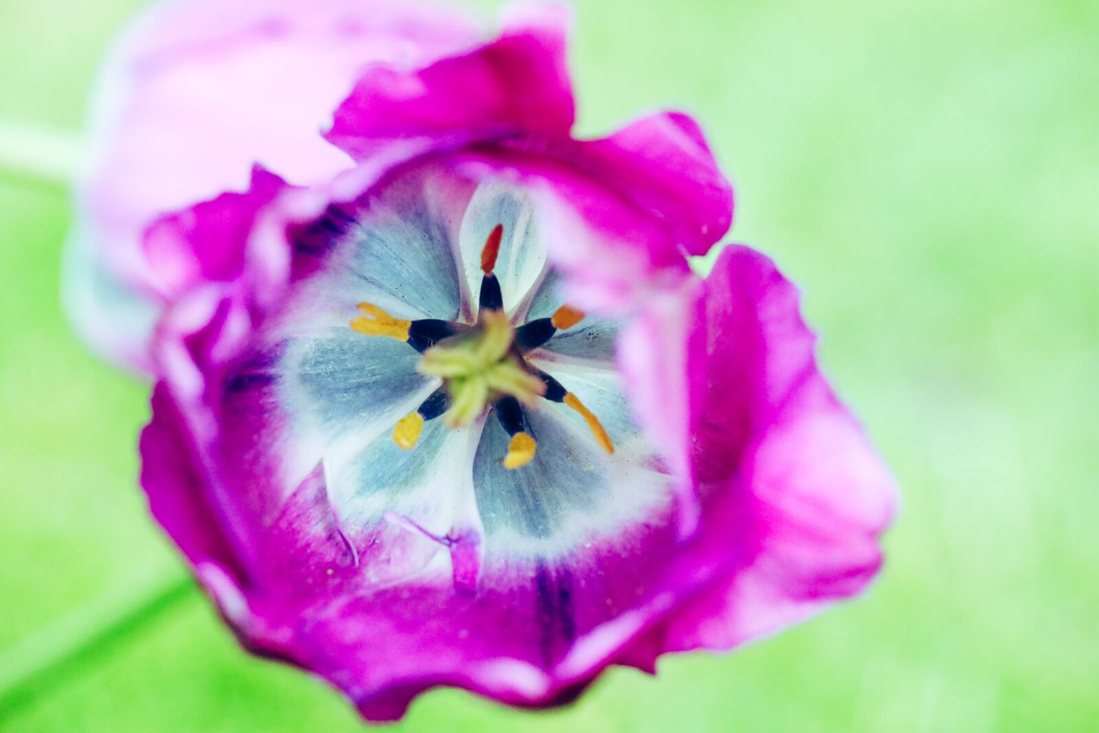 Canon EOS R sample photo. Flower, tulip, close up photography