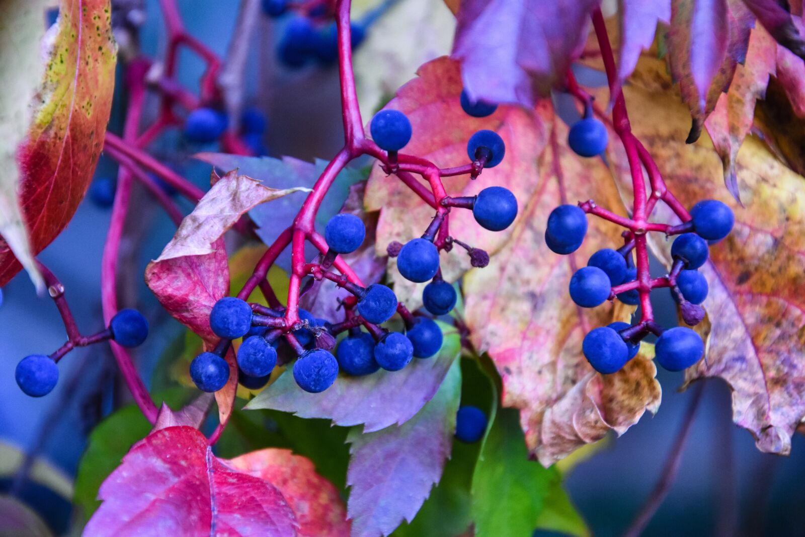 Nikon D3400 sample photo. Autumn, powerful colors, harmonious photography