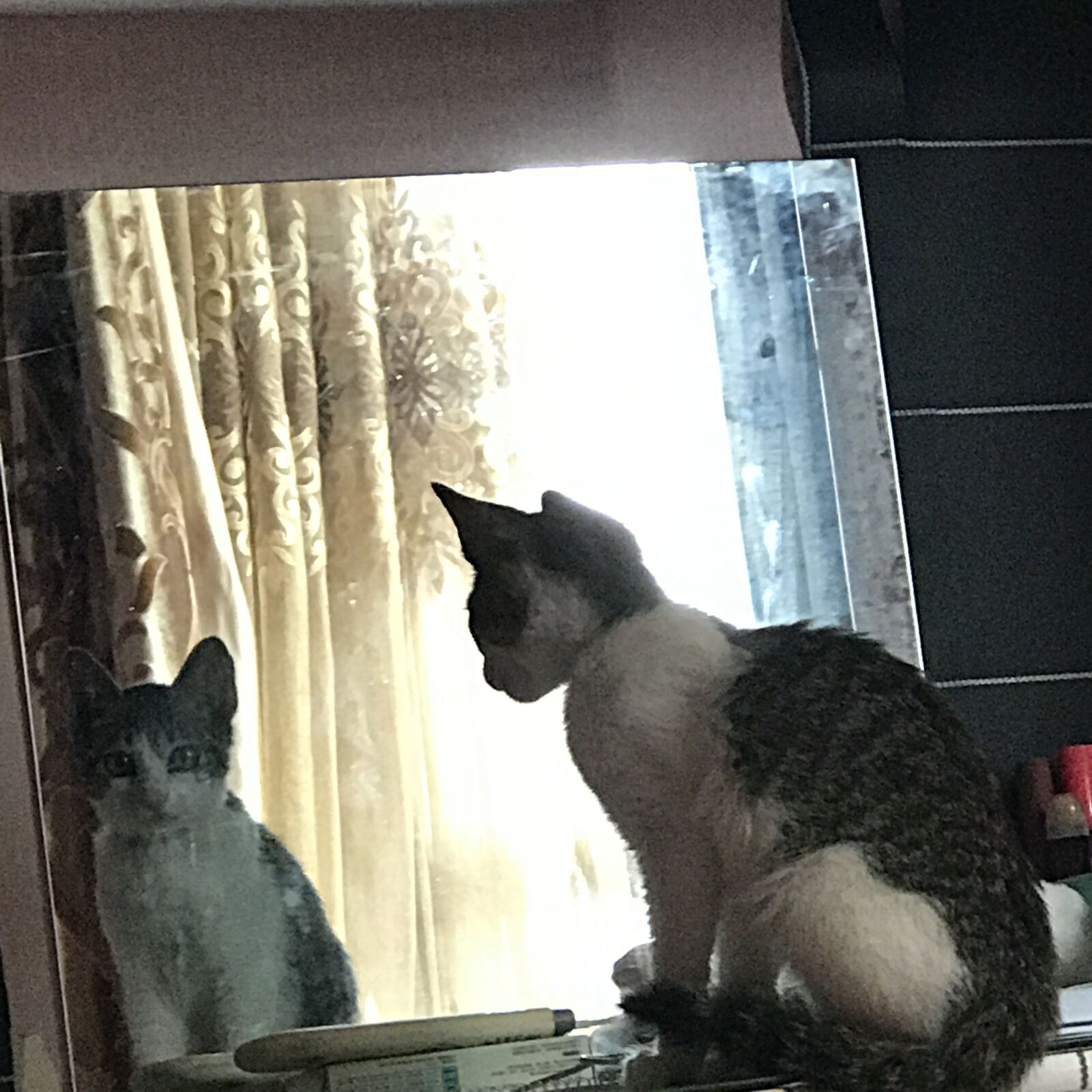 Apple iPhone 7 Plus sample photo. The mirror, kitty, sit photography