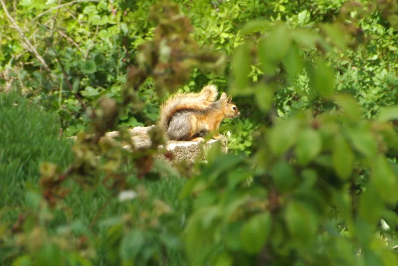 Fujifilm FinePix S4400 sample photo. Squirrel, animal, cute photography