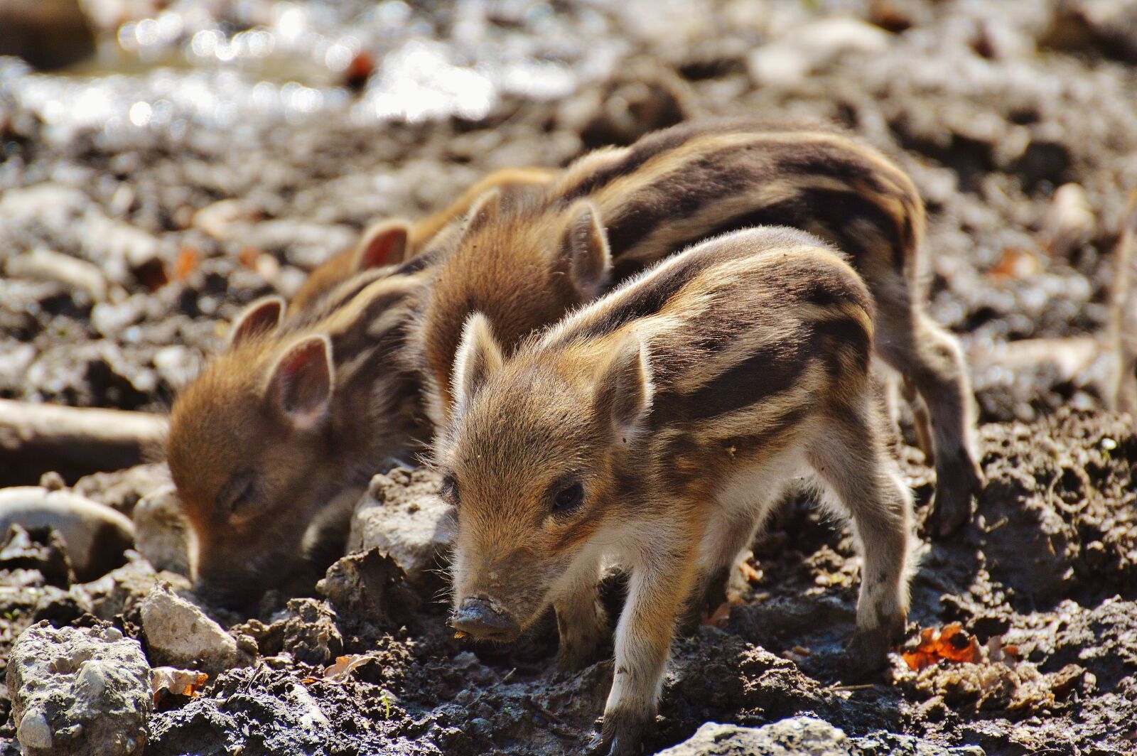 Nikon D3200 sample photo. Wild pigs, little pig photography