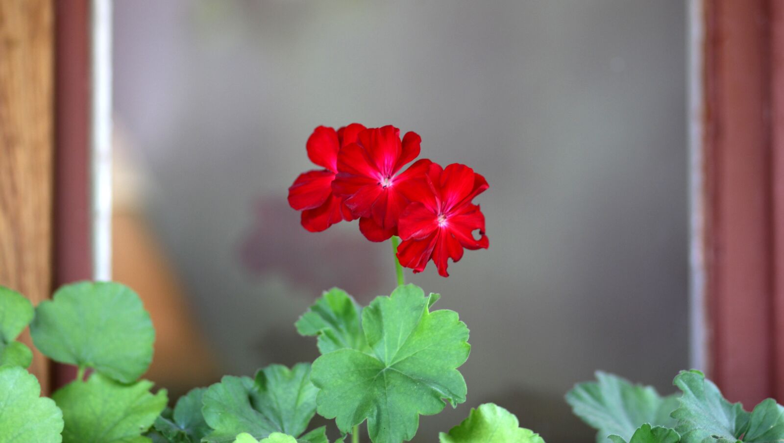 Canon EOS 700D (EOS Rebel T5i / EOS Kiss X7i) + Canon EF 85mm F1.8 USM sample photo. Geranium, flower, red photography