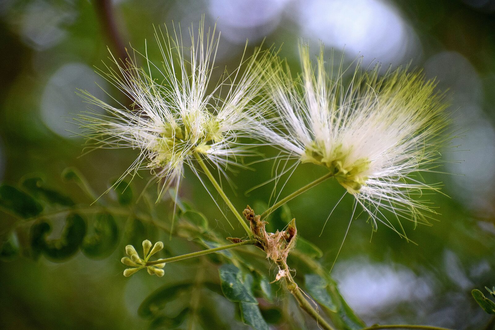 Nikon D3300 sample photo. Flower, nature, spring photography