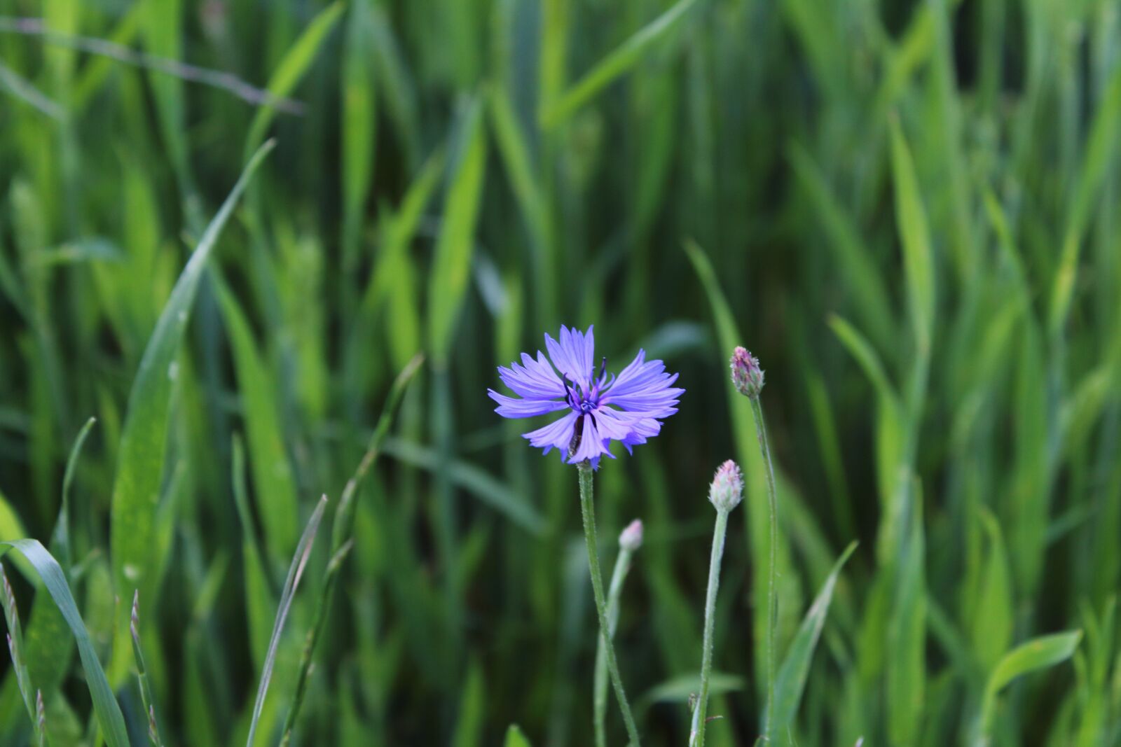 Canon EOS 1300D (EOS Rebel T6 / EOS Kiss X80) sample photo. Meadow, nature, blue flowers photography