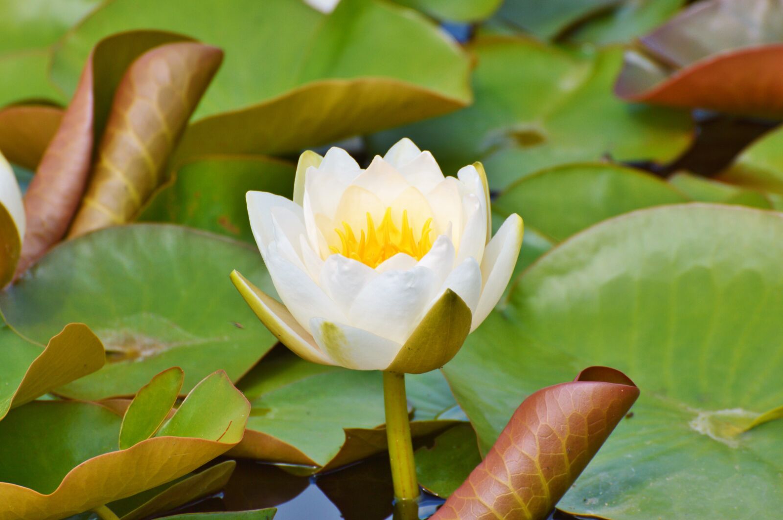 Nikon D3200 sample photo. Water lily, rose, flower photography
