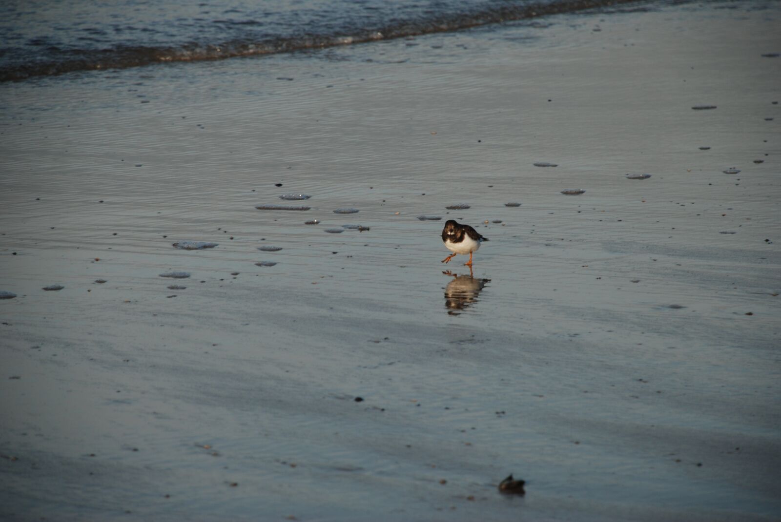 Nikon D80 sample photo. Bird, sea, nature photography