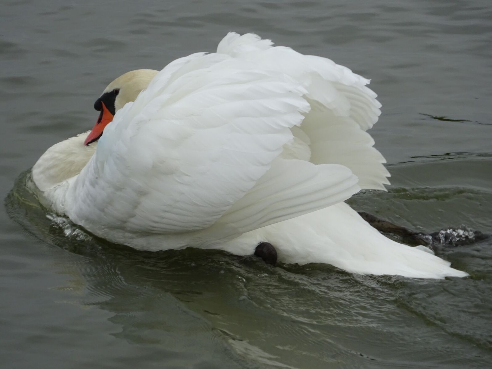 Sony Cyber-shot DSC-WX350 sample photo. Mute swan, swan, swan photography