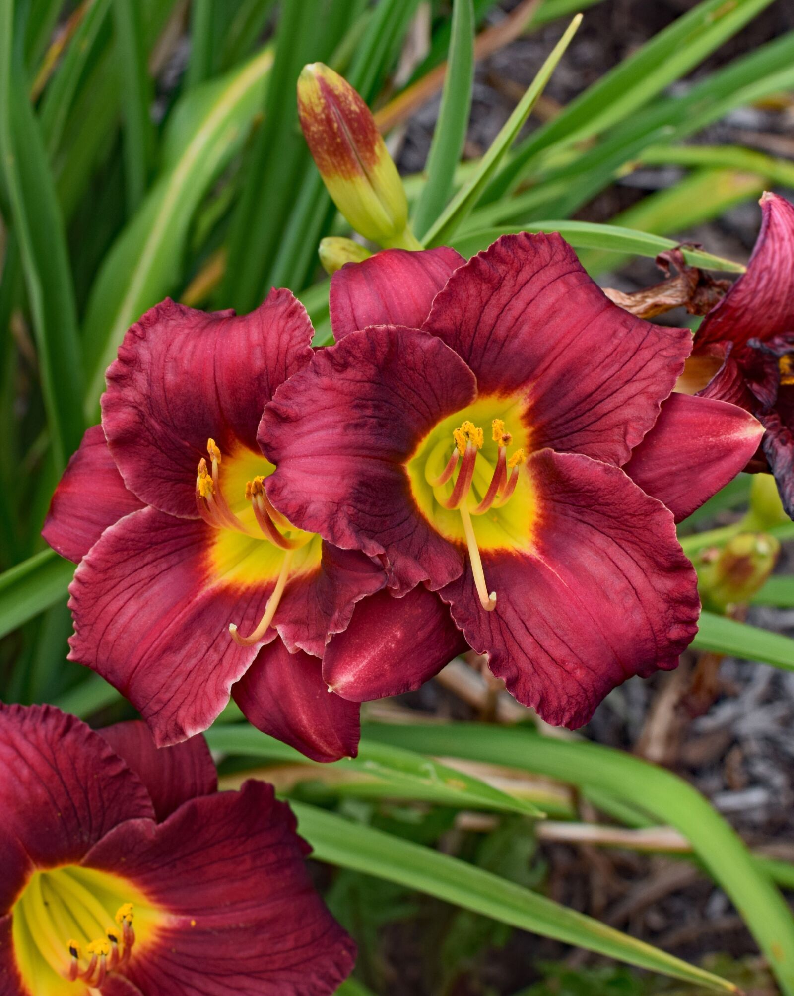 Nikon D3300 sample photo. Red-orange and yellow daylily photography