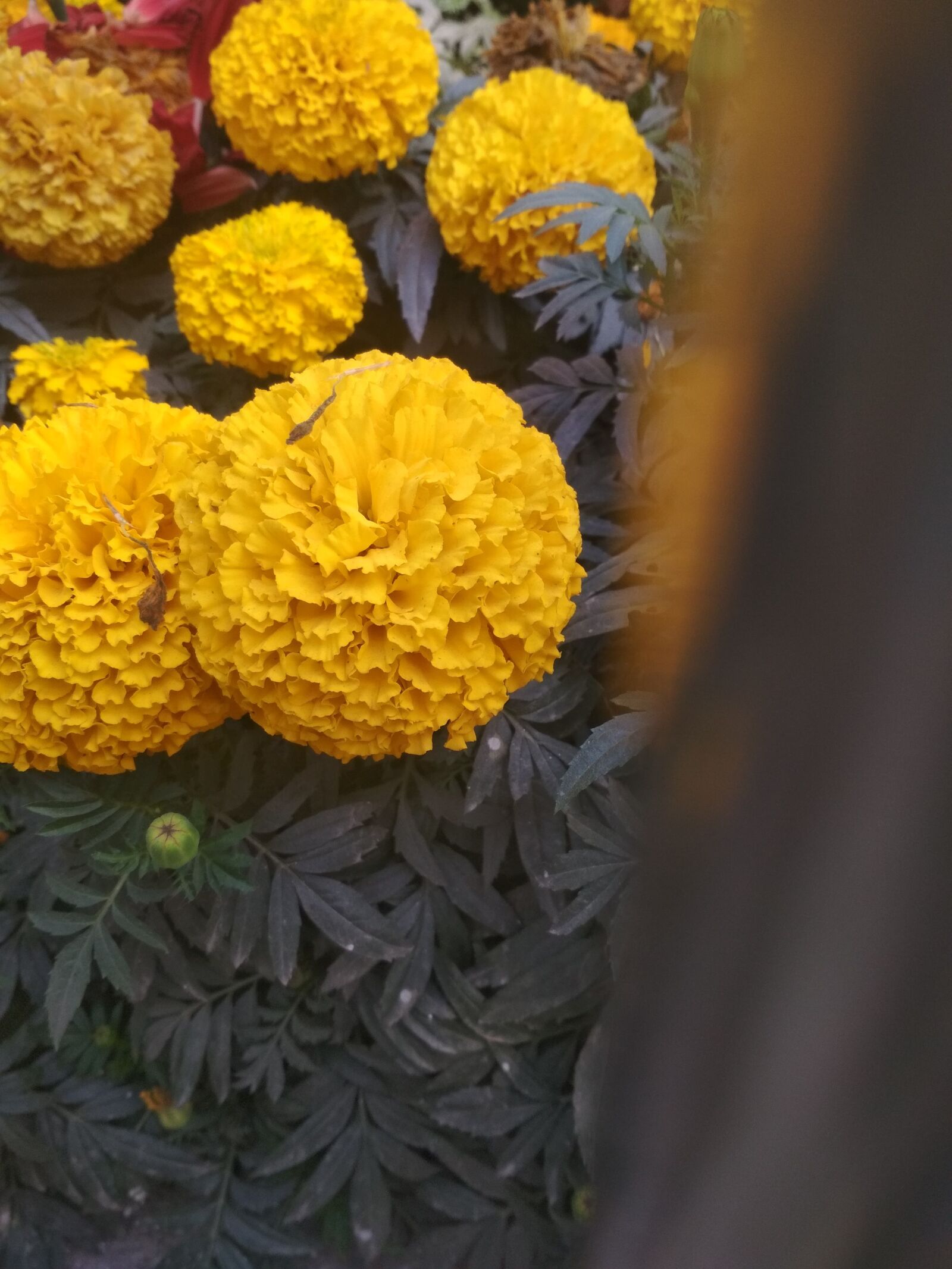 Xiaomi Redmi 4X sample photo. Marigold natural flower, nature photography