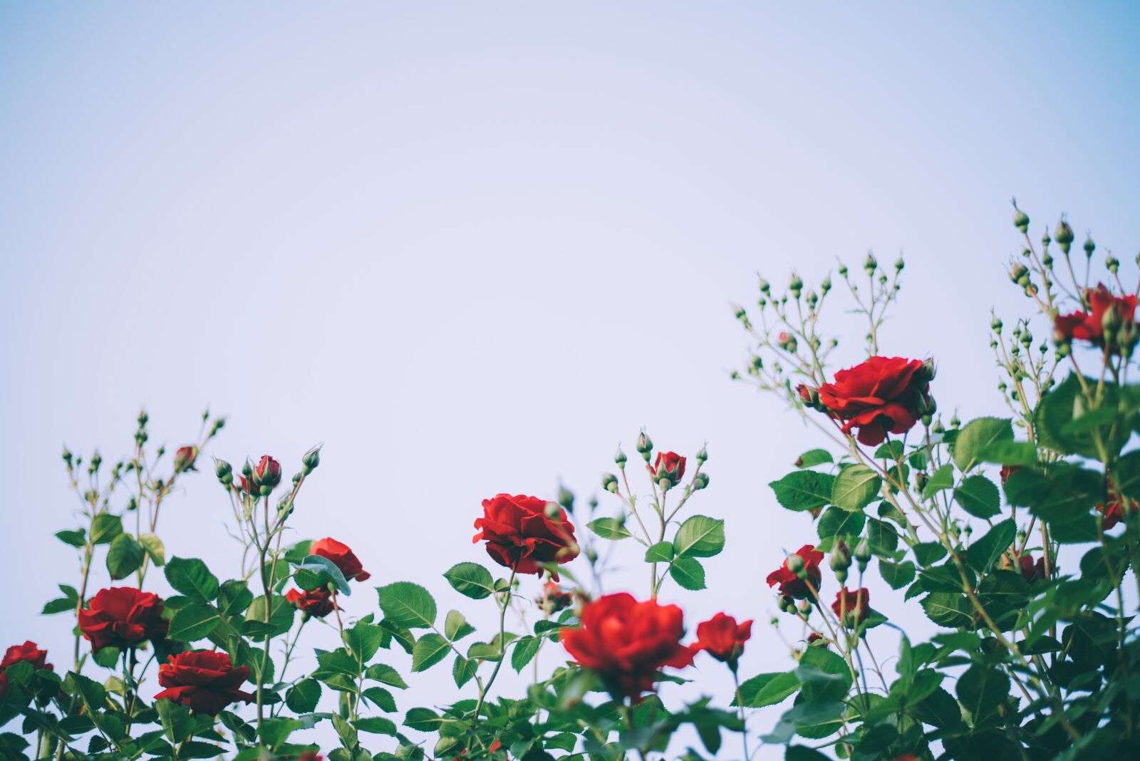 Nikon D750 sample photo. Rose, flower, beauty photography