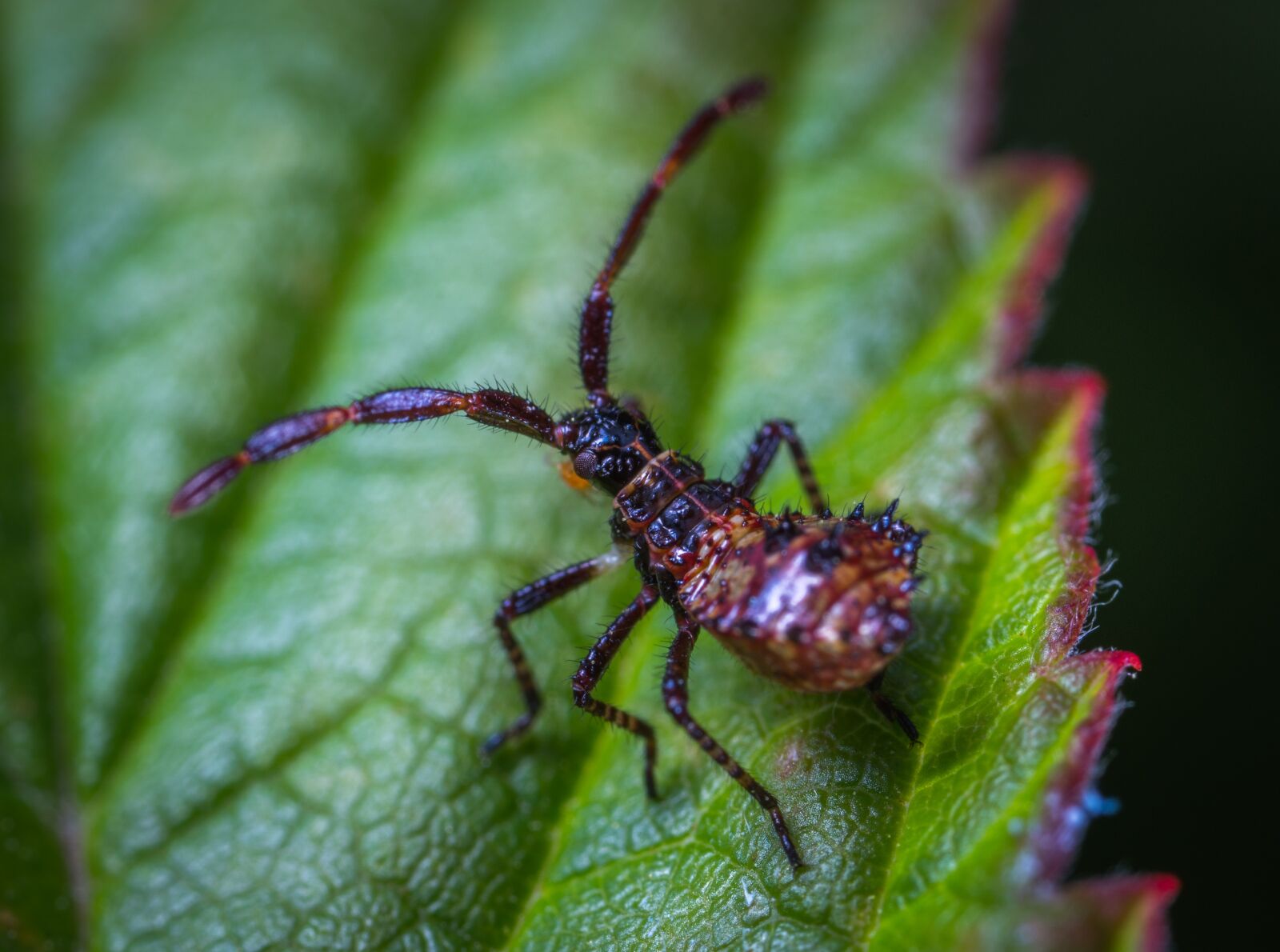 #124 65/2.8 sample photo. Insect, bespozvonochnoe, nature photography