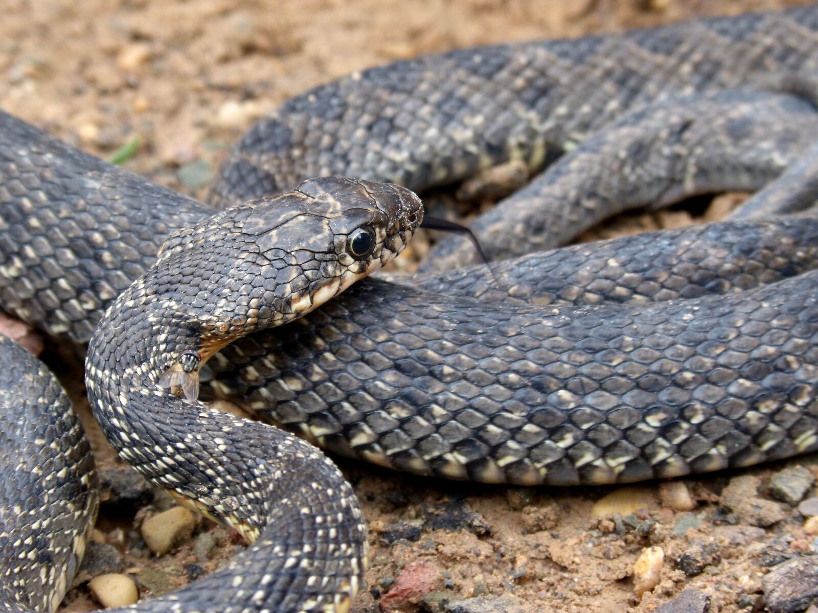 Panasonic DMC-FZ62 sample photo. Snake, threat, legua bifida photography