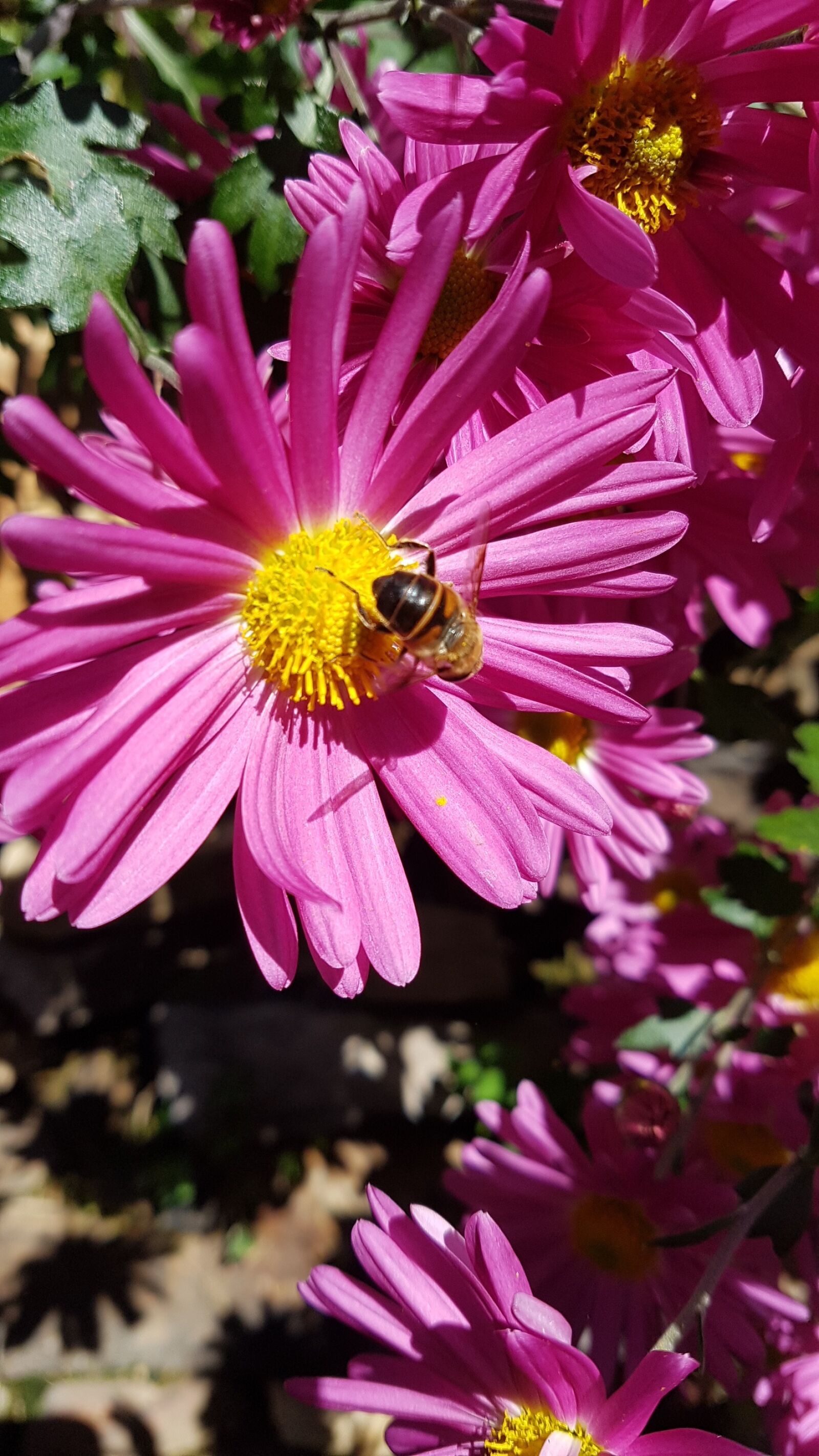 Samsung Galaxy S7 Edge sample photo. Chrysanthemum flower, autumn, bee photography