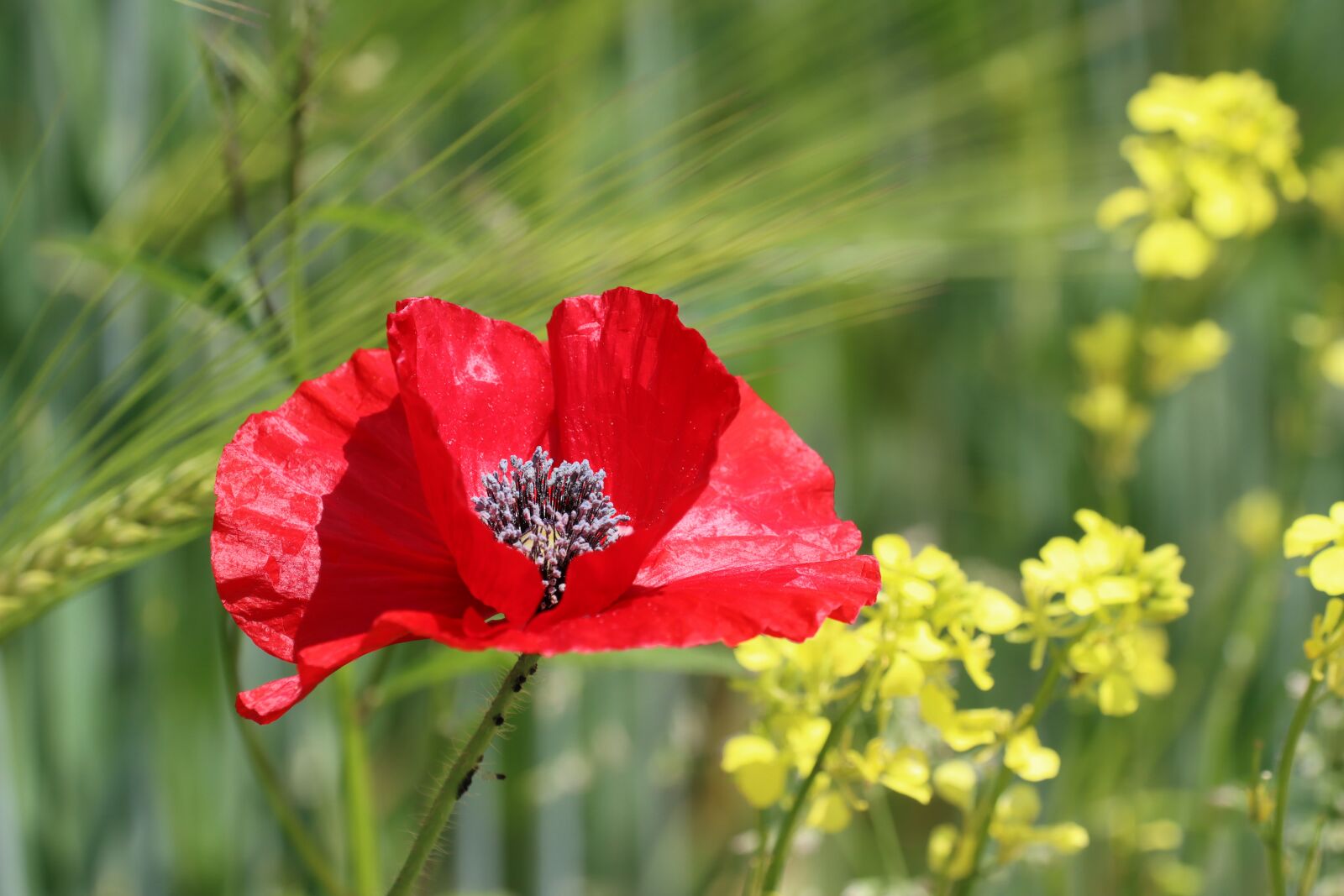 Canon EOS 90D sample photo. Poppy, field, summer photography