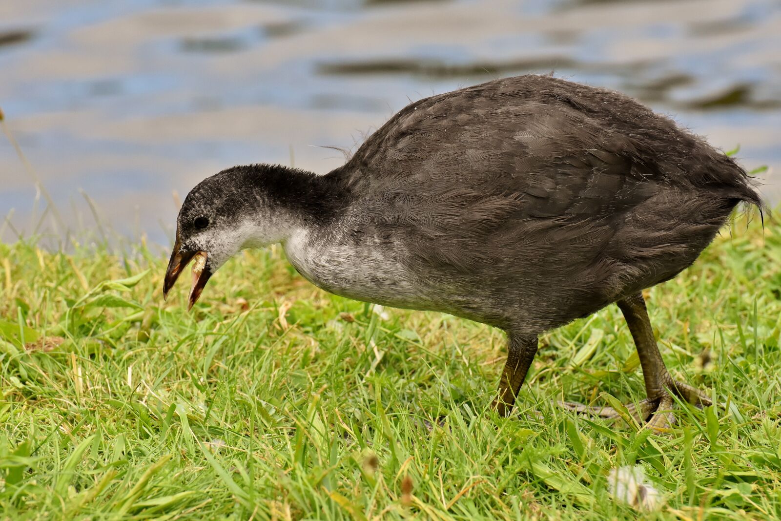 Nikon D7200 sample photo. Coot, chicks, waters photography