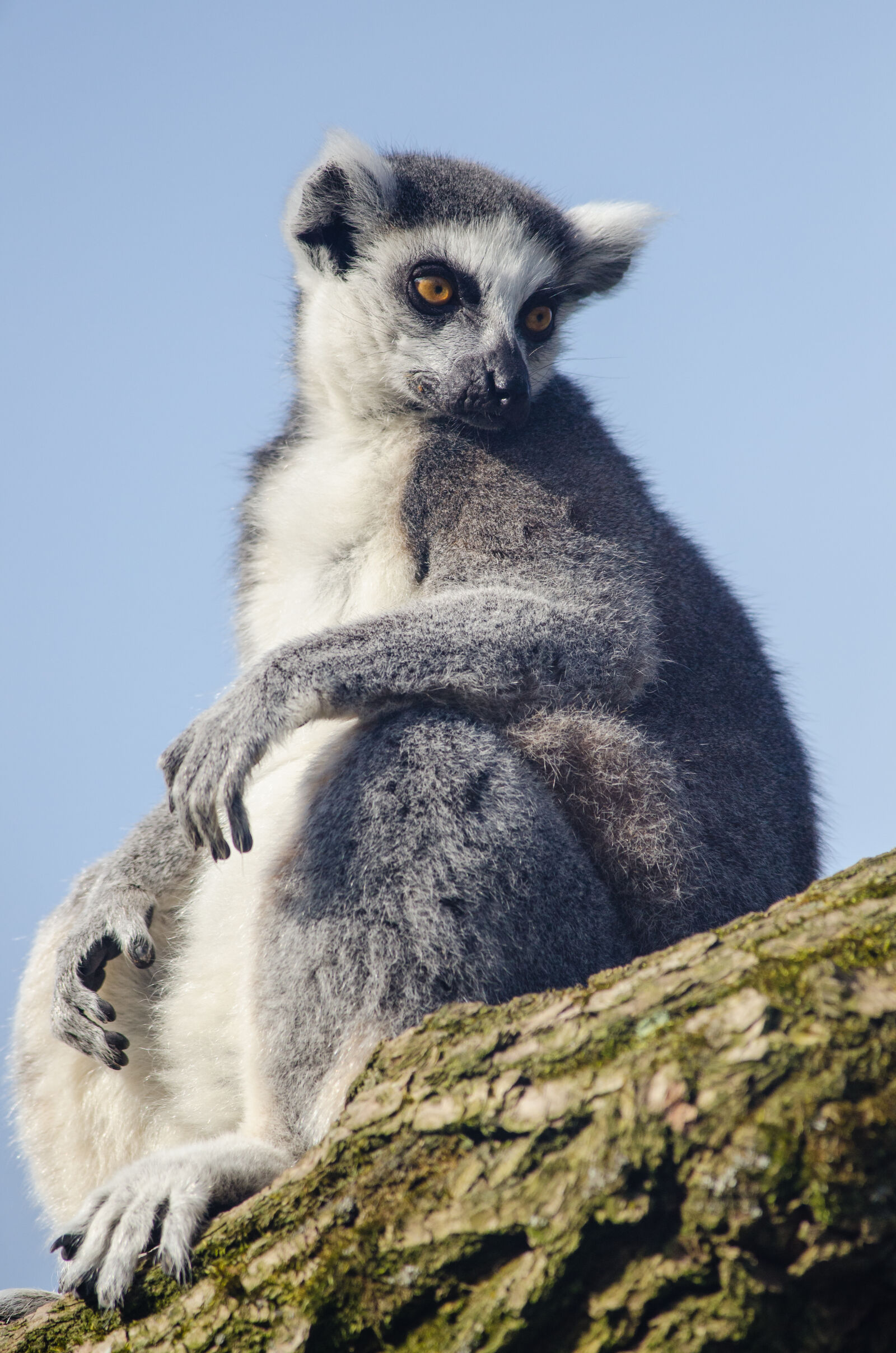 Nikon D7000 + Sigma APO Tele Macro 300mm F4 sample photo