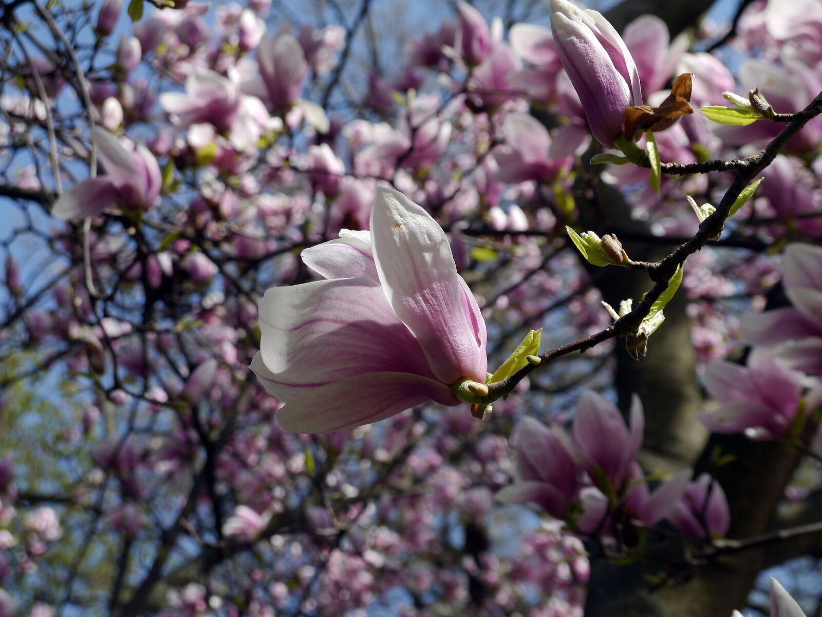 Panasonic Lumix DMC-G3 sample photo. Spring, bloom, margaret island photography