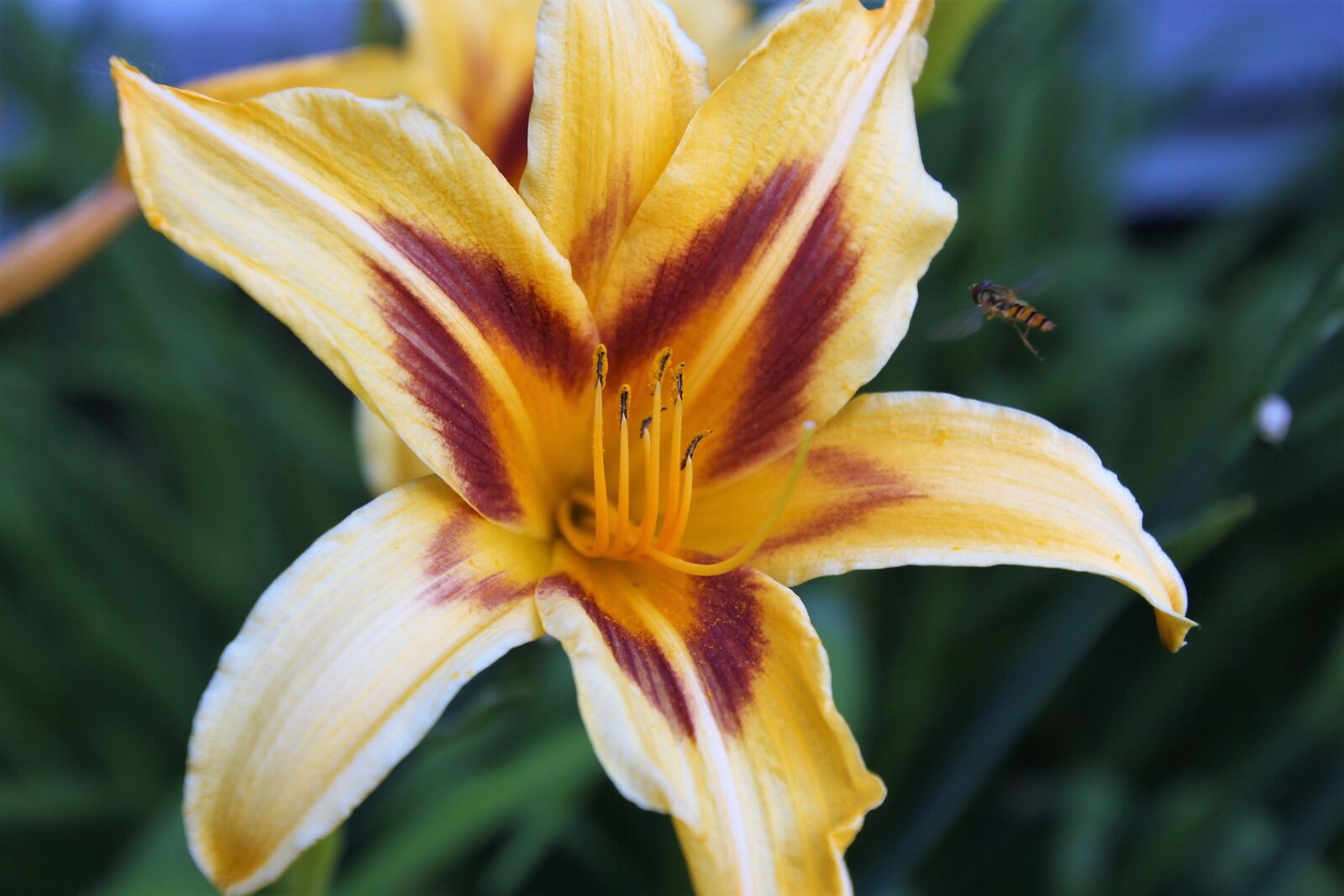 Canon EOS 60D sample photo. Lily, flower, yellow photography
