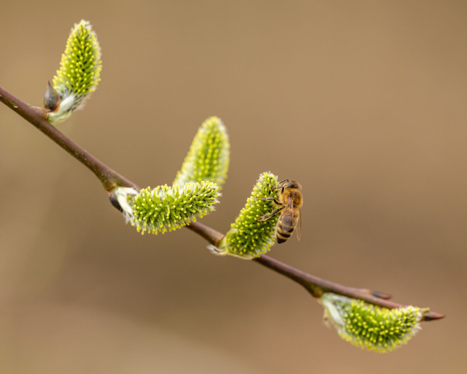 Nikon D850 sample photo. Cats, catkins, bee photography