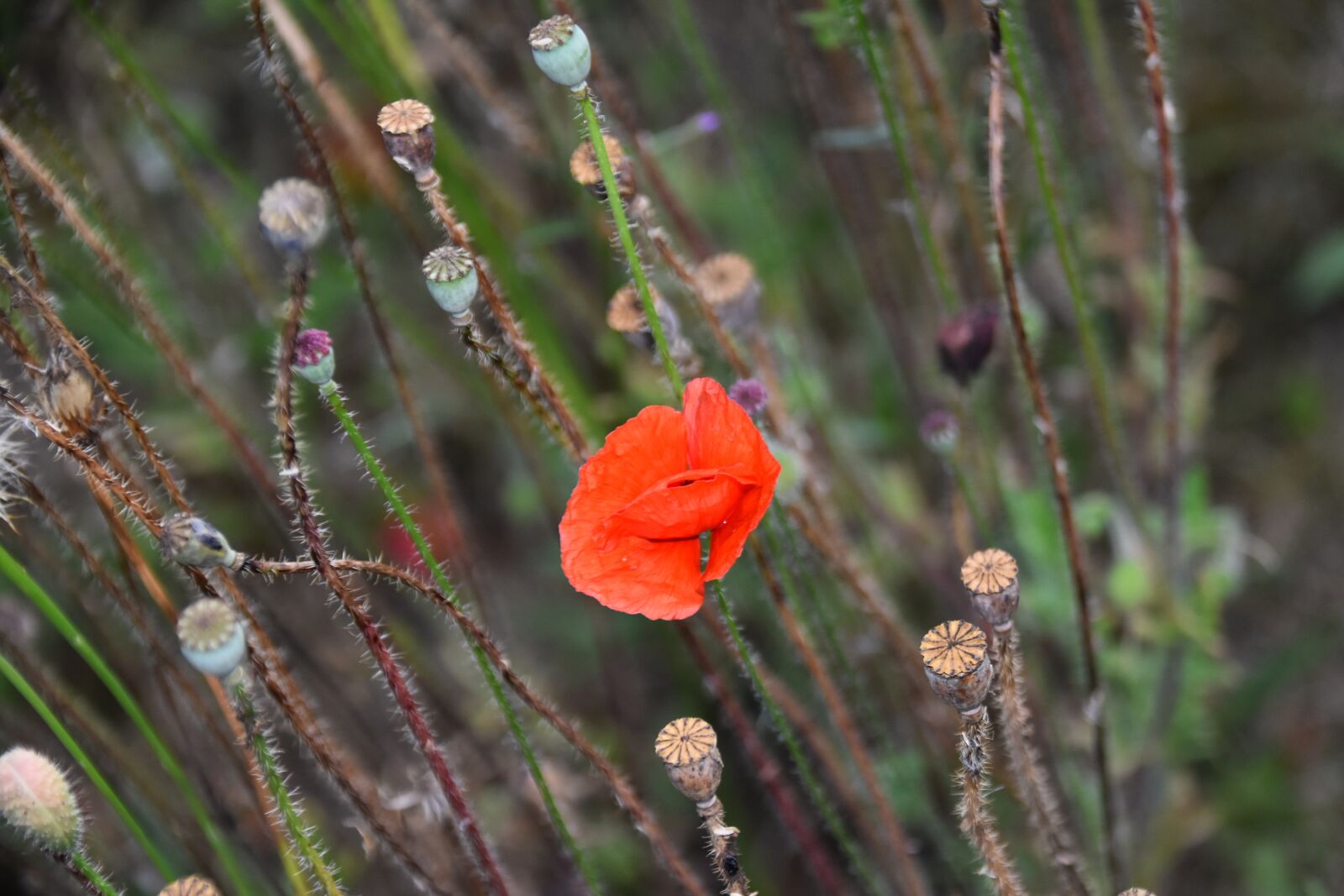 Nikon D5600 sample photo. Flower, poppy, flower color photography