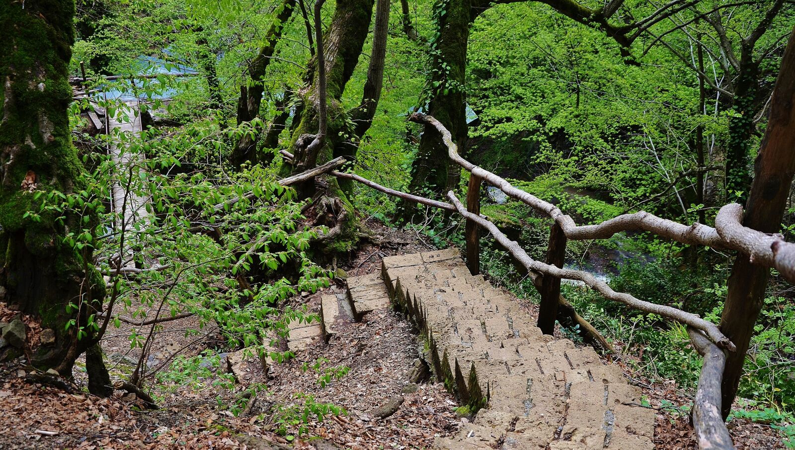 Nikon D7000 sample photo. Forest, water, steps photography