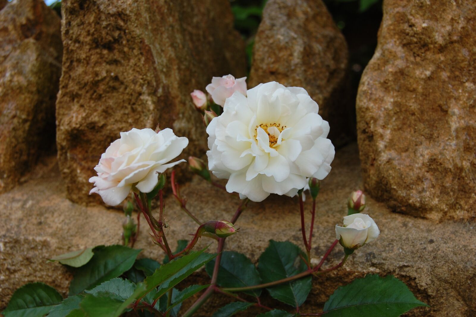 Nikon D40 sample photo. Rose, white rose, prosperity photography