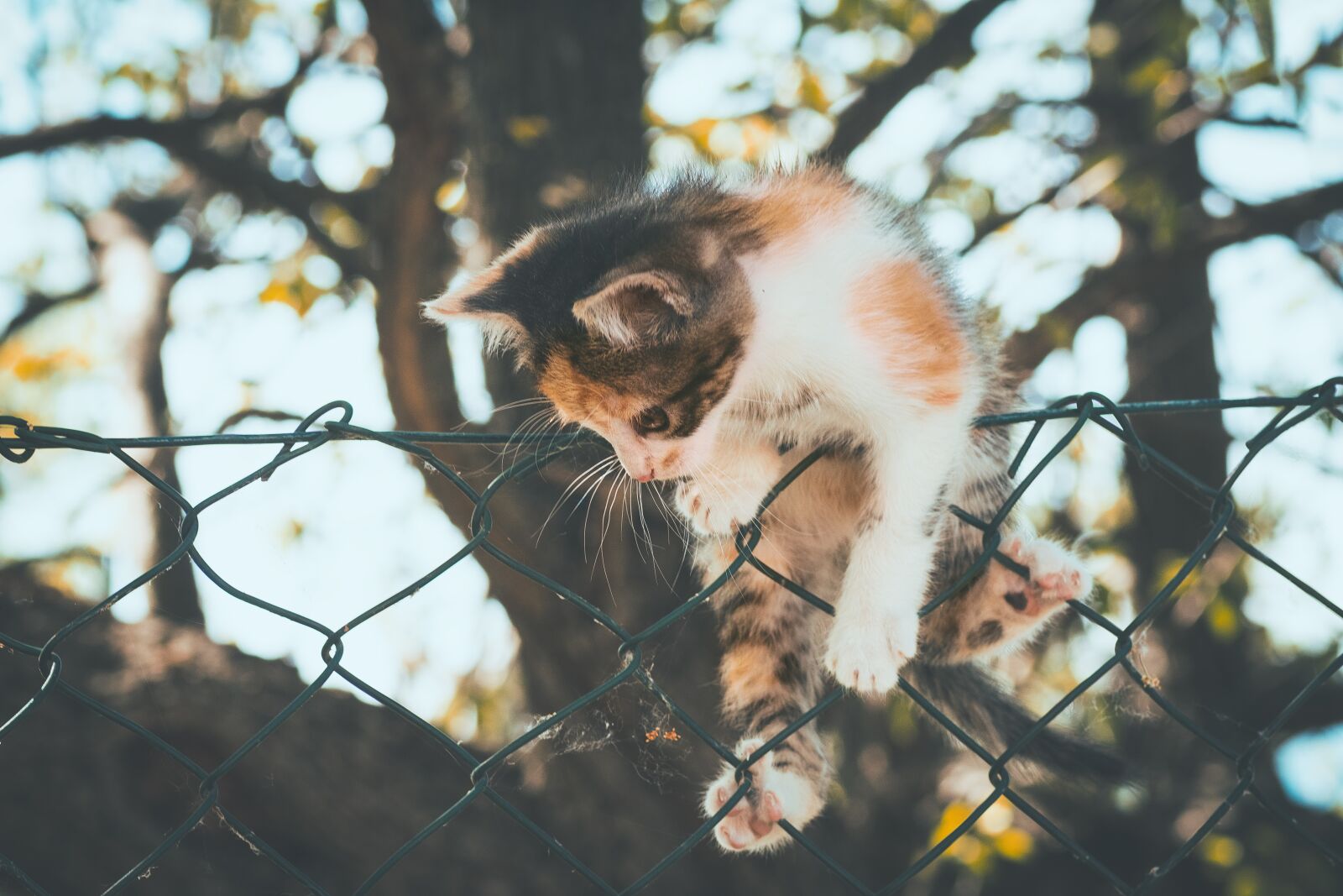 Canon EOS 1300D (EOS Rebel T6 / EOS Kiss X80) sample photo. Cat, kitten, feline photography